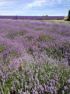 Lavender fields in Cotswolds