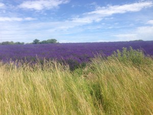 Lavender fields in Cotswolds