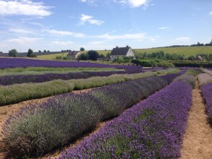 Lavender fields in Cotswolds