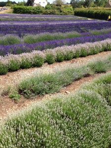 Cotswold Lavender