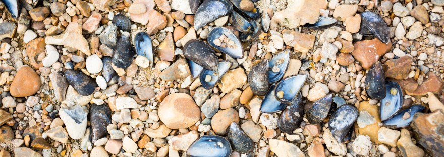 Whitstable pebble beach