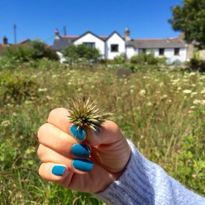 Cornwall Blue Nail Varnish
