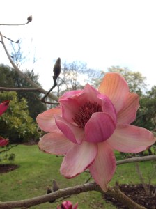 Kew Gardens Magnolia