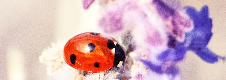 Liv Living in Tallinn parenting blog