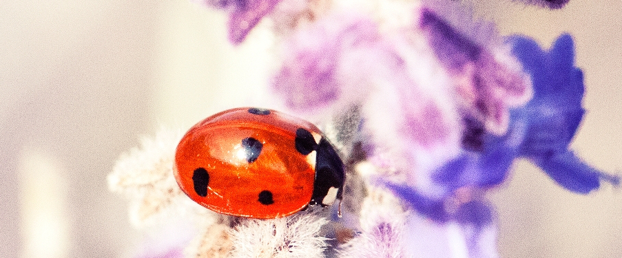 Liv Living in Tallinn parenting blog